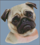 (image for) Pug (No Background)